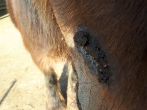 20190411_093603.jpg (4.95 MiB) 3349 mal betrachtet 11. April von der Seite