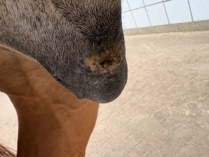 IMG_7169.jpeg