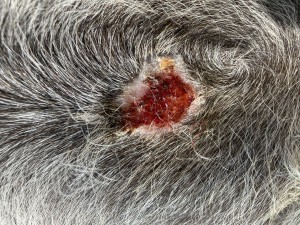 IMG_4755.jpeg