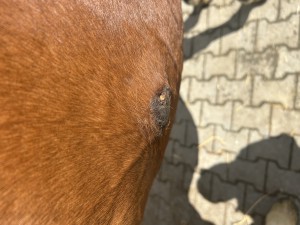 IMG_6675.jpeg