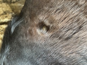 IMG_1003.jpeg