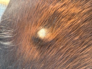 IMG_1018.jpeg