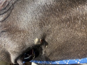 IMG_4850.jpeg