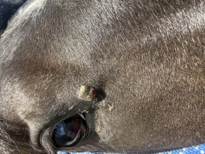 IMG_4848.jpeg