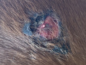 IMG_6721.jpeg