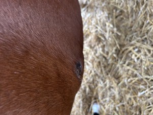 IMG_6732.jpeg
