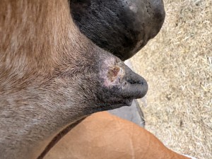 IMG_7241.jpeg