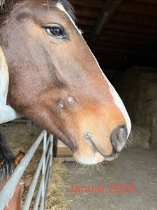 IMG_2382.jpeg