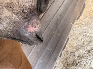 IMG_7277.jpeg