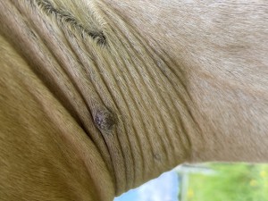 IMG_4592.jpeg