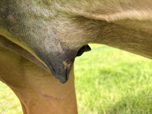 IMG_7367.jpeg
