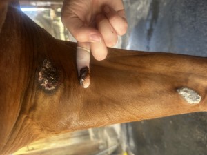 IMG_9715.jpeg