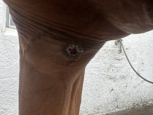 IMG_9752.jpeg