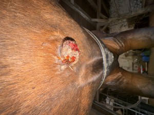 IMG_6505.jpeg