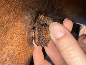 IMG_6647.jpeg