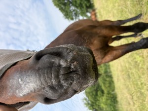 IMG_6856.jpeg