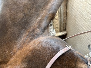IMG_6435.jpeg
