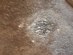 IMG_0661.jpeg