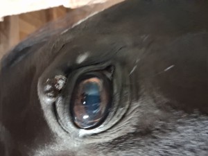 Auge