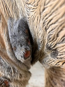 Hier ein Foto vom Herrn Pferd