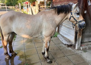 So hier noch ein Foto von unserem Onki Spirit (Wie er von meinen Kindern liebevoll genannt wird)