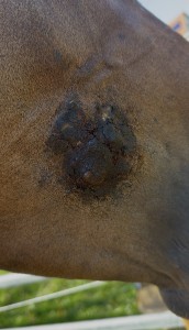 IMG_5593.jpeg