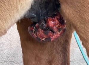IMG_8339.jpeg