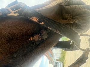 IMG_7973.jpeg