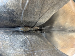 IMG_7976.jpeg