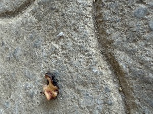 Eine der abgefallenen Krusten