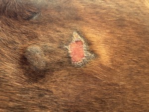 IMG_7052.jpeg