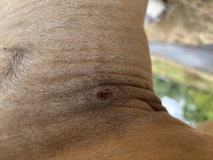 IMG_4954.jpeg