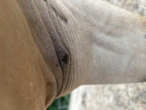 IMG_5049.jpeg