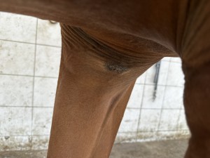 IMG_0732.jpeg