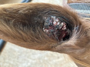 17.08.26