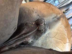 IMG_7425.jpeg
