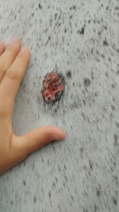 IMG_20260901_092433.jpg