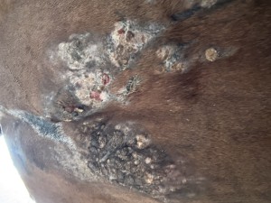 IMG_1971.jpeg