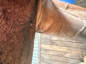 IMG_9801.jpeg