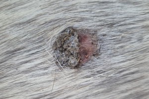 Aktuelles Bild 11.09.26, noch ohne Behandlung, ca. 2x1 cm groß