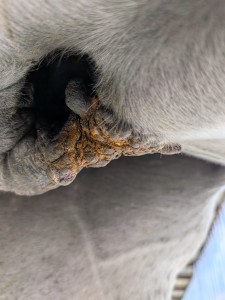 PXL_20260917_110716270.MACRO_FOCUS.jpg