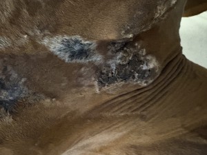 IMG_1982.jpeg