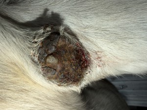 IMG_0753.jpeg