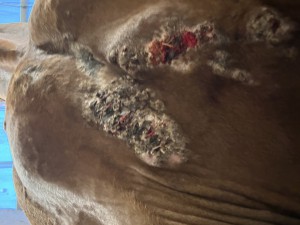 IMG_2099.jpeg