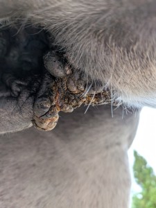 PXL_20261002_074247641.MACRO_FOCUS.jpg