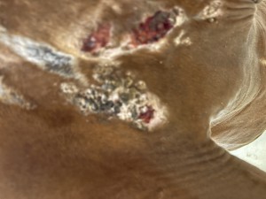 IMG_2151.jpeg