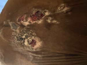 IMG_2152.jpeg