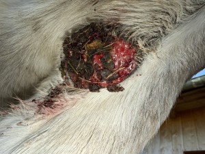 IMG_1295.jpeg