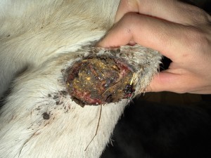 IMG_1576.jpeg