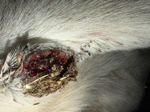 IMG_2033.jpeg